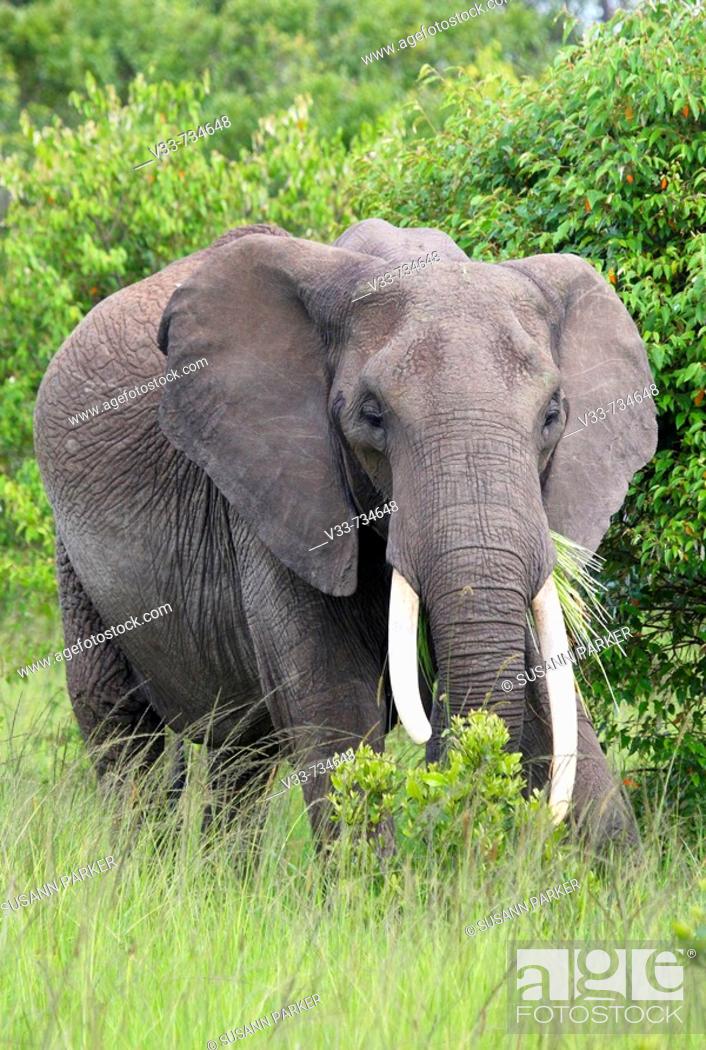 Stock Photo: An African elephant grazing on the plains of the Masaii Mara, Kenya.