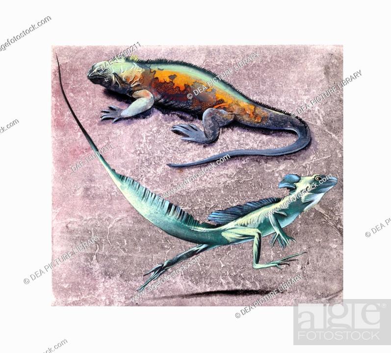 Stock Photo: Zoology - Scaled reptiles - Common basilisk (Basiliscus basiliscus) and Flying Dragon (Draco volans).