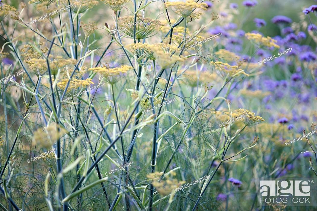 Bronze Fennel Foeniculum Vulgare Purpureum Mustard Yellow Flowers On Tall Blue Green Stalks Stock Photo Picture And Rights Managed Image Pic Fwr Cs C09 2364 Agefotostock