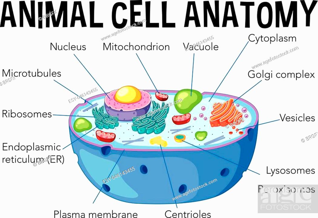 Animal Cell Drawing - How To Draw An Animal Cell Step By Step