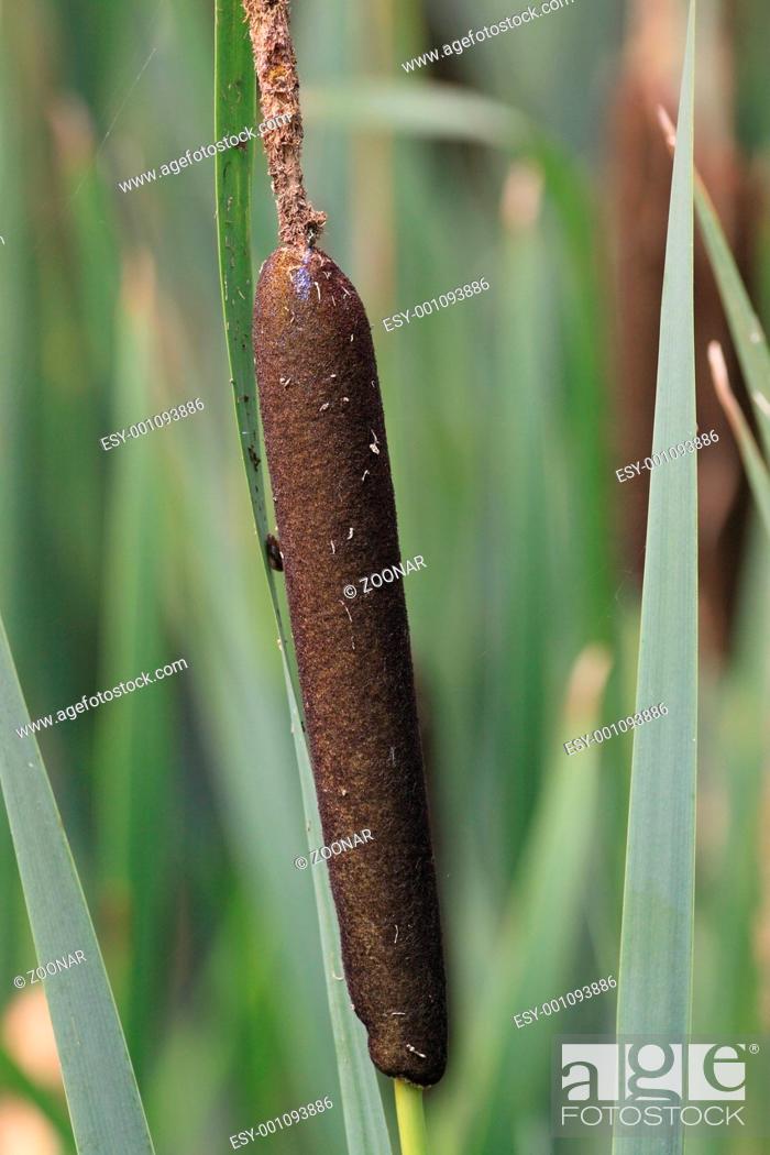 Stock Photo: Cattail, Typha latifolia.