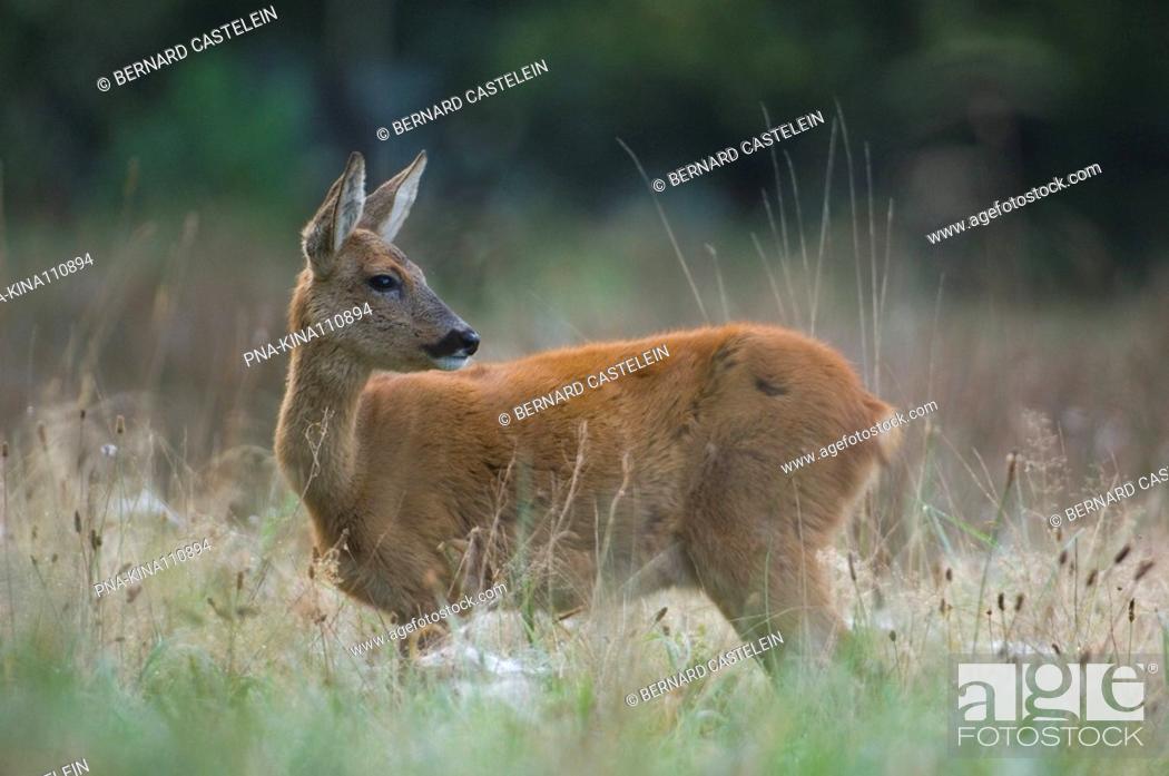 Stock Photo: Roe Deer Capreolus capreolus - Wuustwezel, Antwerp, Flanders, Belgium, Europe.