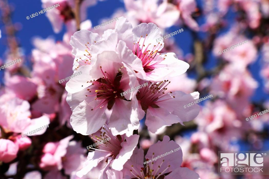 Stock Photo: Almond blossoms, cherry blossoms (Prunus dulcis).
