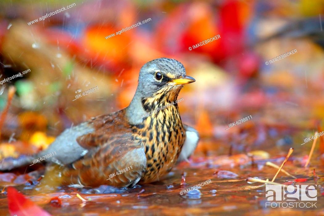 Stock Photo: Fieldfare (Turdus pilaris) bathes in shallow water with autumn leaves, Solms, Hesse, Germany, Europe.