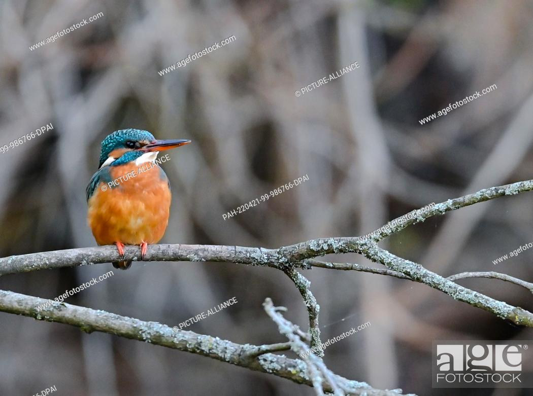 Stock Photo: 18 April 2022, Brandenburg, Kersdorf: A kingfisher (Alcedo atthis) sits on a branch above the river Spree. The kingfisher's hunting method is thrust diving.
