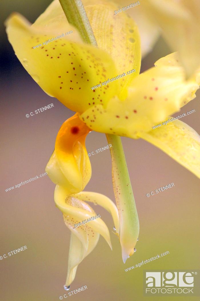 Stock Photo: Stanhopea (Stanhopea ruckeri), flower.
