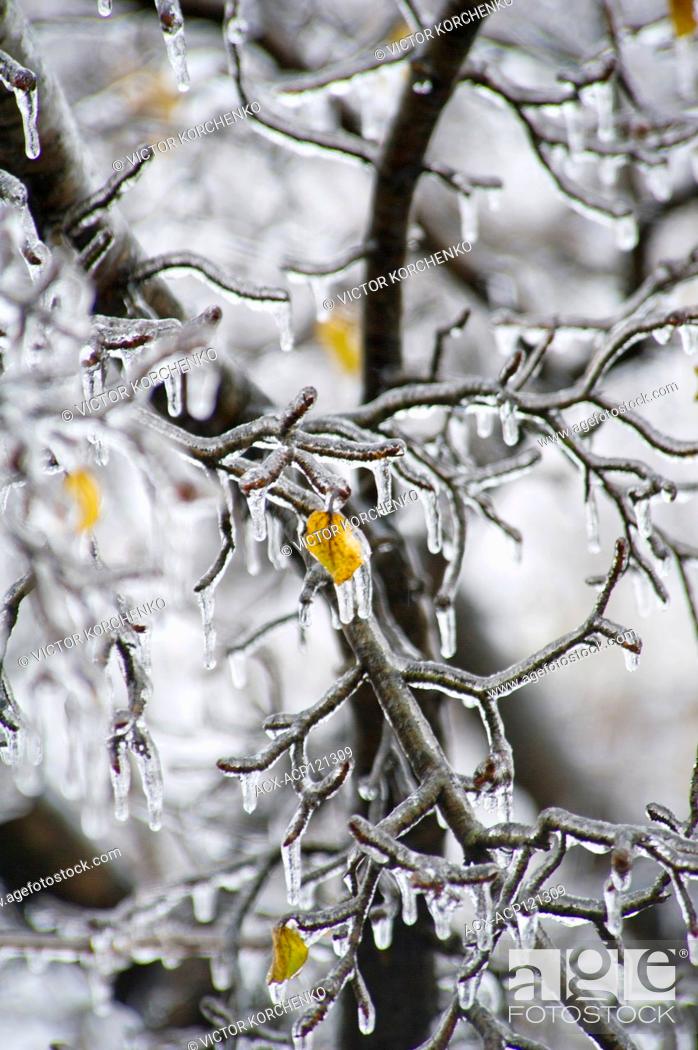 Stock Photo: Ice covered tree branches after a freezing rain in Ontario, Canada.