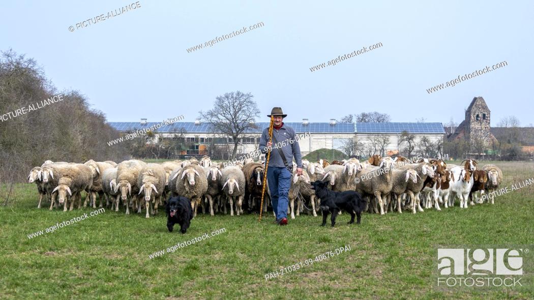 Imagen: 26 March 2021, Saxony-Anhalt, Zerbst: Rainer Frischbier, master shepherd, leads his animals out to pasture. He still wears the traditional shepherd's hat and.