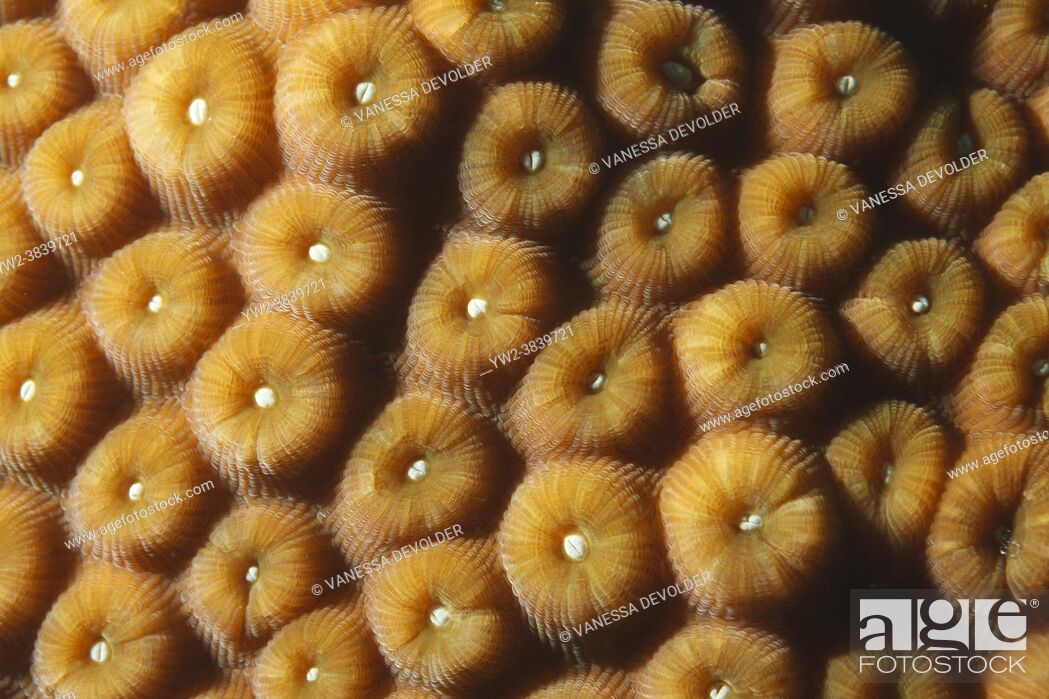 Stock Photo: Great star coral, close-up, in the Caribbean sea around Bonaire.