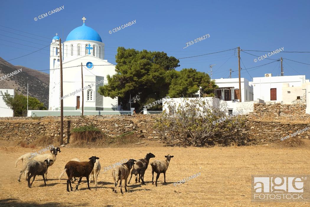 Stock Photo: View to the blue domed Zoodohos Pigi Church in Kato Petali village with the sheeps in the foreground, Sifnos Island, Cyclades Islands, Greek Islands, Greece.