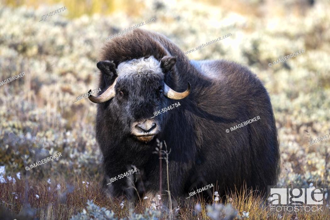 Musk ox (Ovibos moschatus), young animal, tundra, Dovrefjell-Sunndalsfjella  National Park, Norway, Stock Photo, Picture And Royalty Free Image. Pic.  IBK-5046754 | agefotostock