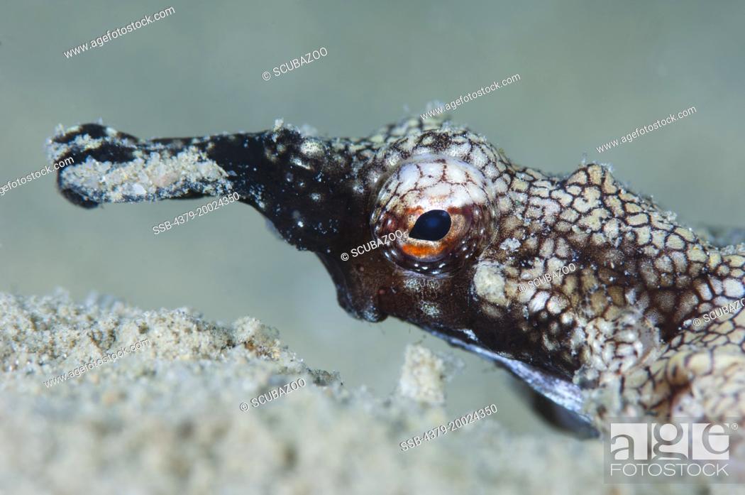 Stock Photo: The head, eye and snout of a Dragon Sea Moth, Eurypegasus draconis, resting on sand, Taliabu Island, Sula Islands, Indonesia.