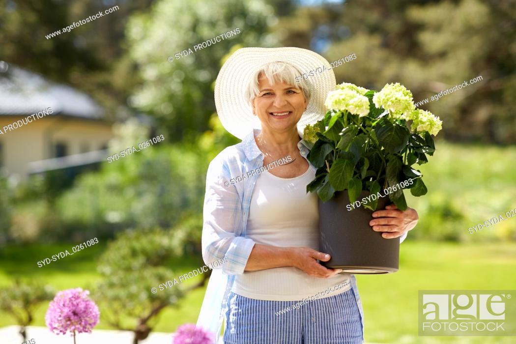 Stock Photo: old woman with hydrangea flower at summer garden.