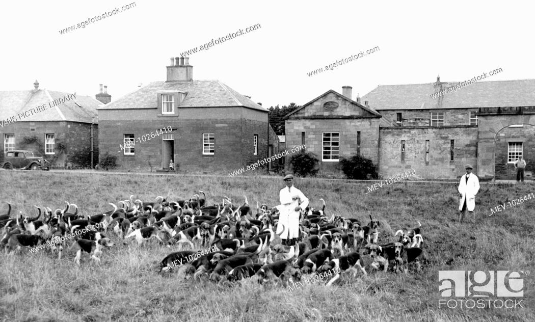Stock Photo: St Boswells, the Buccleuch Hounds c1955.
