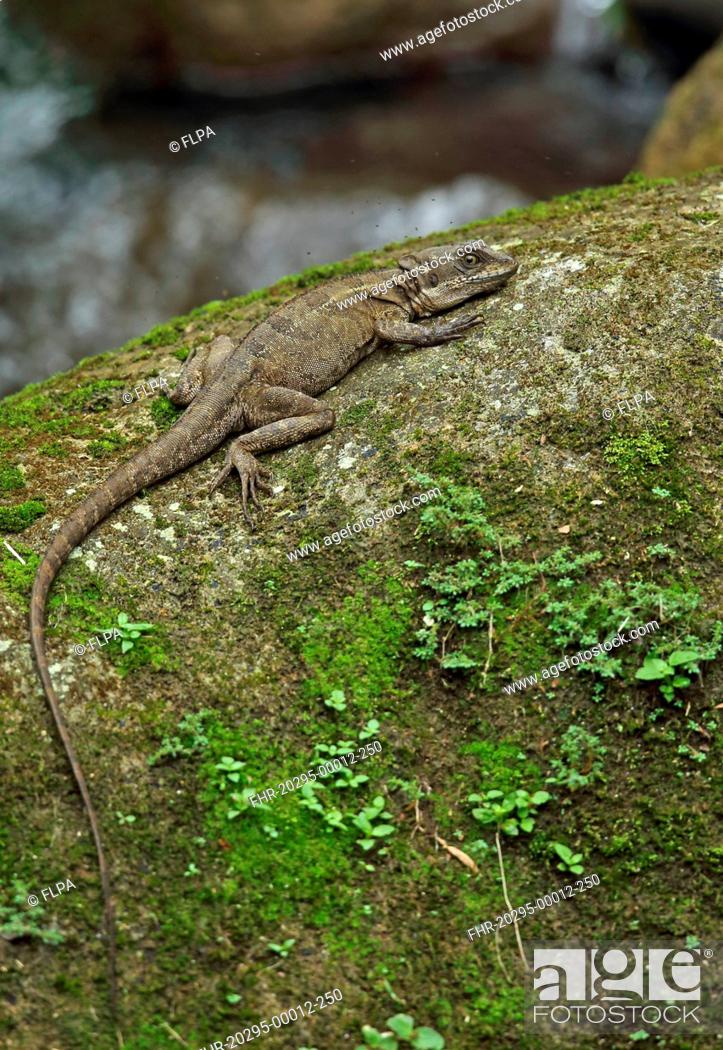 Stock Photo: Common Basilisk (Basiliscus basiliscus) adult, with small insects in flight around head, resting on rock in river, Canopy Lodge, El Valle, Panama, October.