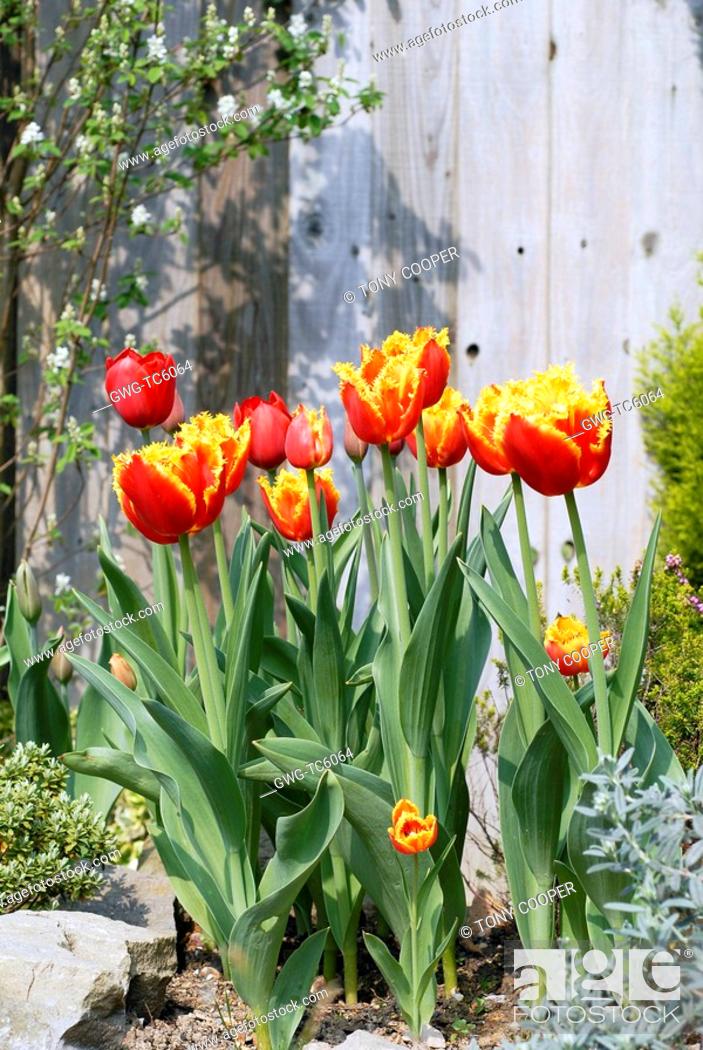 Tulipa Davenport Fringed Tulip With Tulipa Kingsblood Stock Photo Picture And Rights Managed Image Pic Gwg Tc6064 Agefotostock