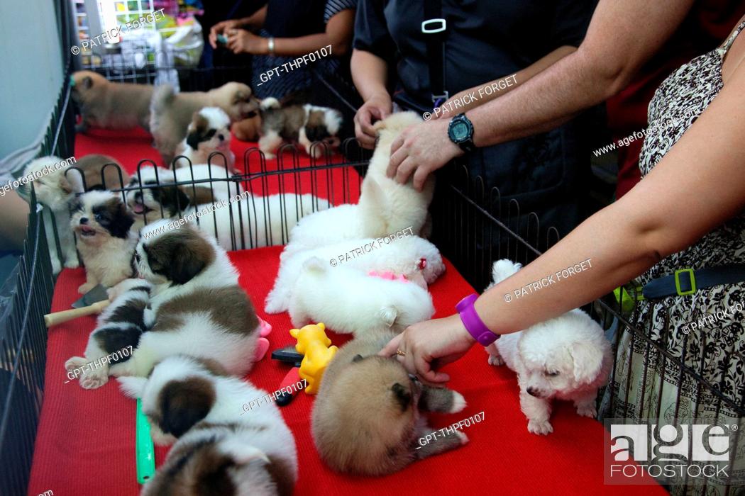 PUPPIES FOR SALE, CHATUCHAK WEEKEND MARKET, THE BIGGEST MARKET IN ASIA  SPREADING OVER 30 ACRES, Stock Photo, Picture And Rights Managed Image.  Pic. GPT-THPF0107 | agefotostock