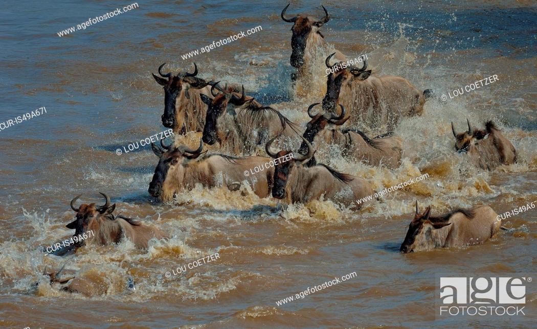 Stock Photo: Group of Western white-bearded wildebeest (Connochaetes taurinus mearnsi) in river, Mara Triangle, Maasai Mara National Reserve, Narok, Kenya, Africa.