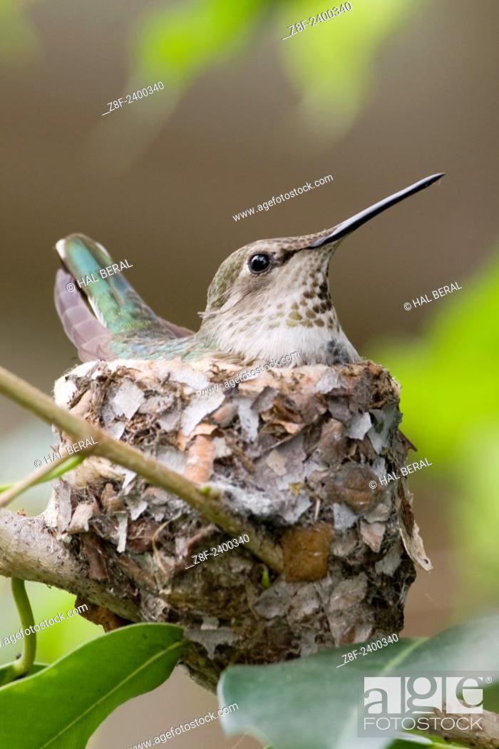 Stock Photo: Anna's Hummingbird sits on eggs in it's nest. Southern california.