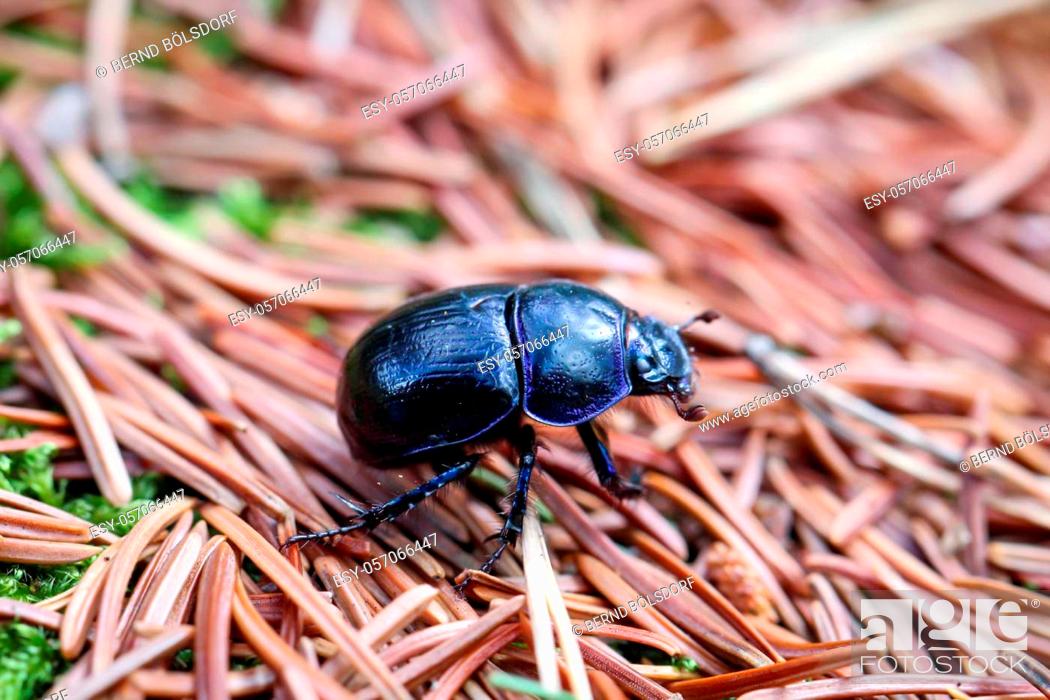 Photo de stock: A close-up of a wood dung beetle (Anoplotrupes stercorosus) in the forest.