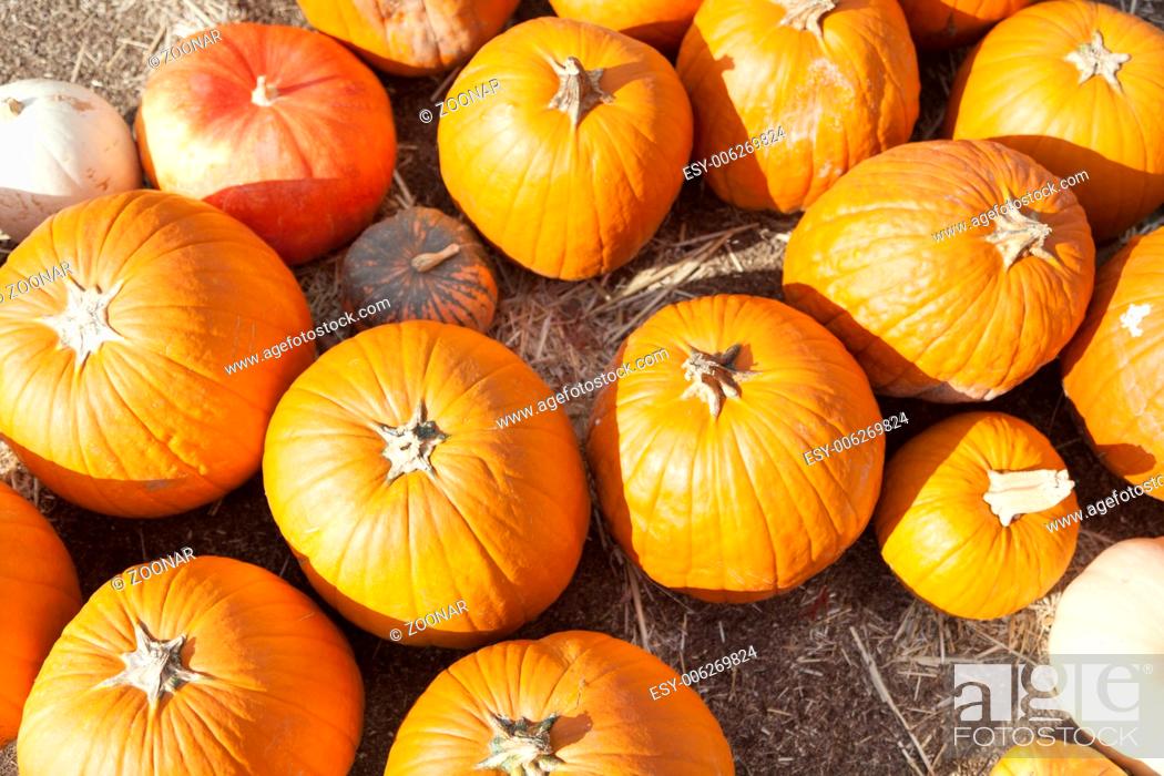 Stock Photo: Fresh Orange Pumpkins and Hay in Rustic Fall Setting.
