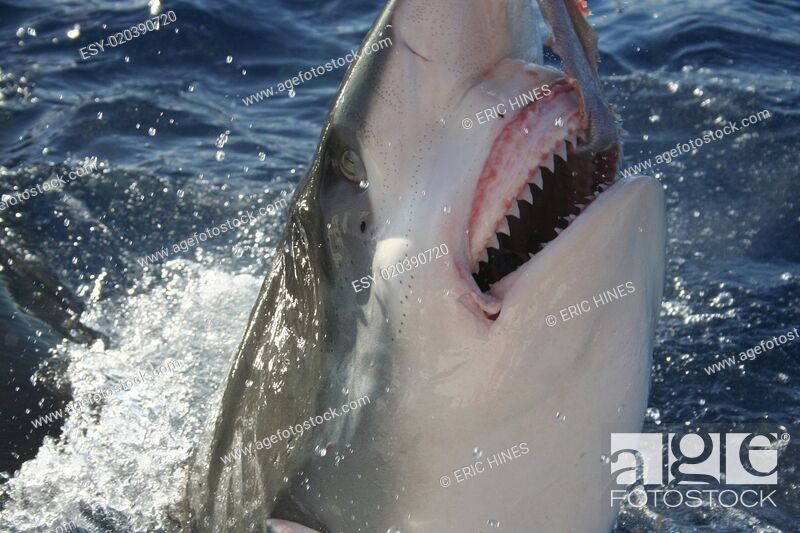 Stock Photo: Shark Showing His Teeth.