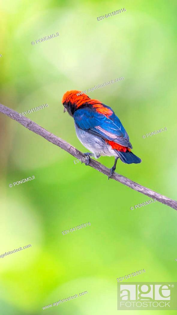 Stock Photo: Bird (Scarlet-backed Flowerpecker, Dicaeum cruentatum) male black color with red streak down its back perched on a tree in a nature wild.