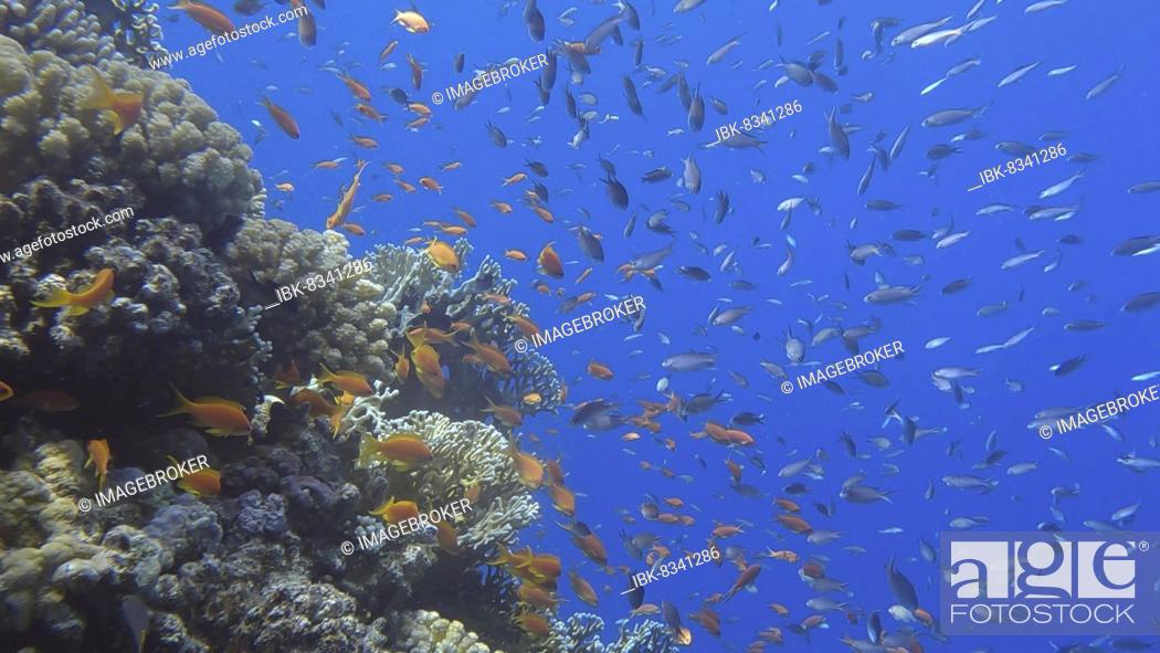Photo de stock: Colorful tropical fish swims on coral reef on blue water background. Underwater life in the ocean. Arabian Chromis (Chromis flavaxilla) and Lyretail Anthias.