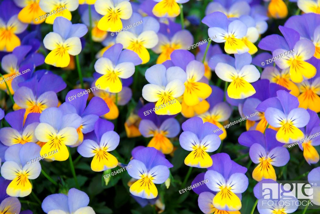 Stock Photo: Yellow and Blue Flower Pansies closeup of colorful pansy flower, pot plant.