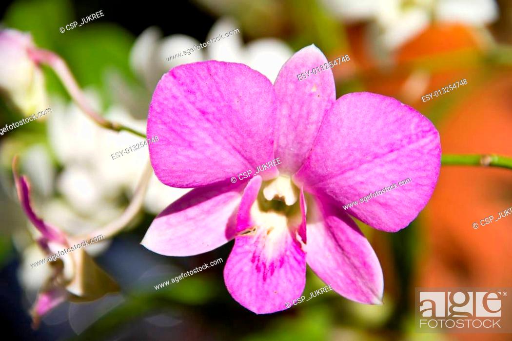 Stock Photo: pink orchid.
