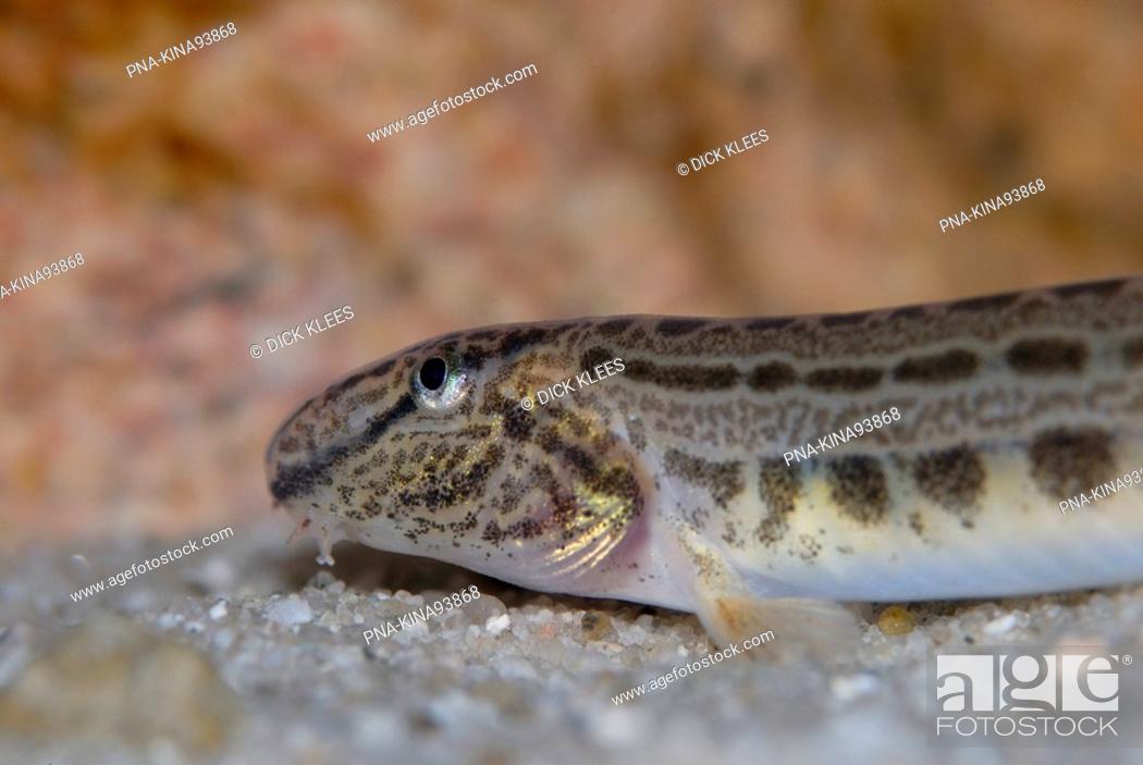 Stock Photo: Spined Loach Cobitis taenia.
