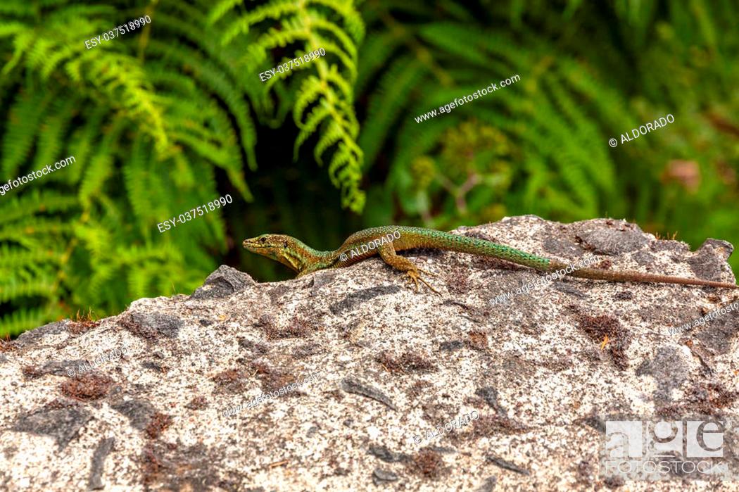 Stock Photo: Madeira lizard (Teira dugesii) sitting on a rock, fern in background.