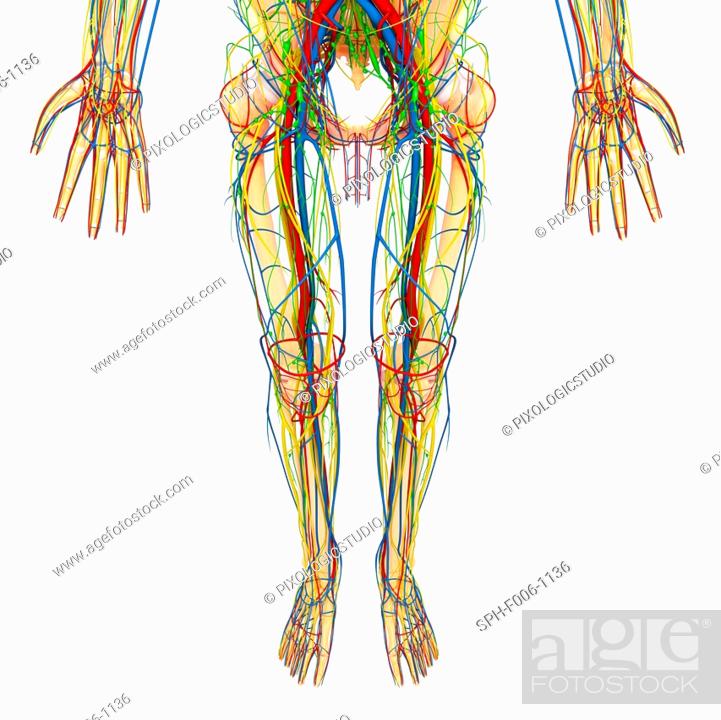 Anatomy Lower Body : Muscular System Learn Muscular Anatomy / View