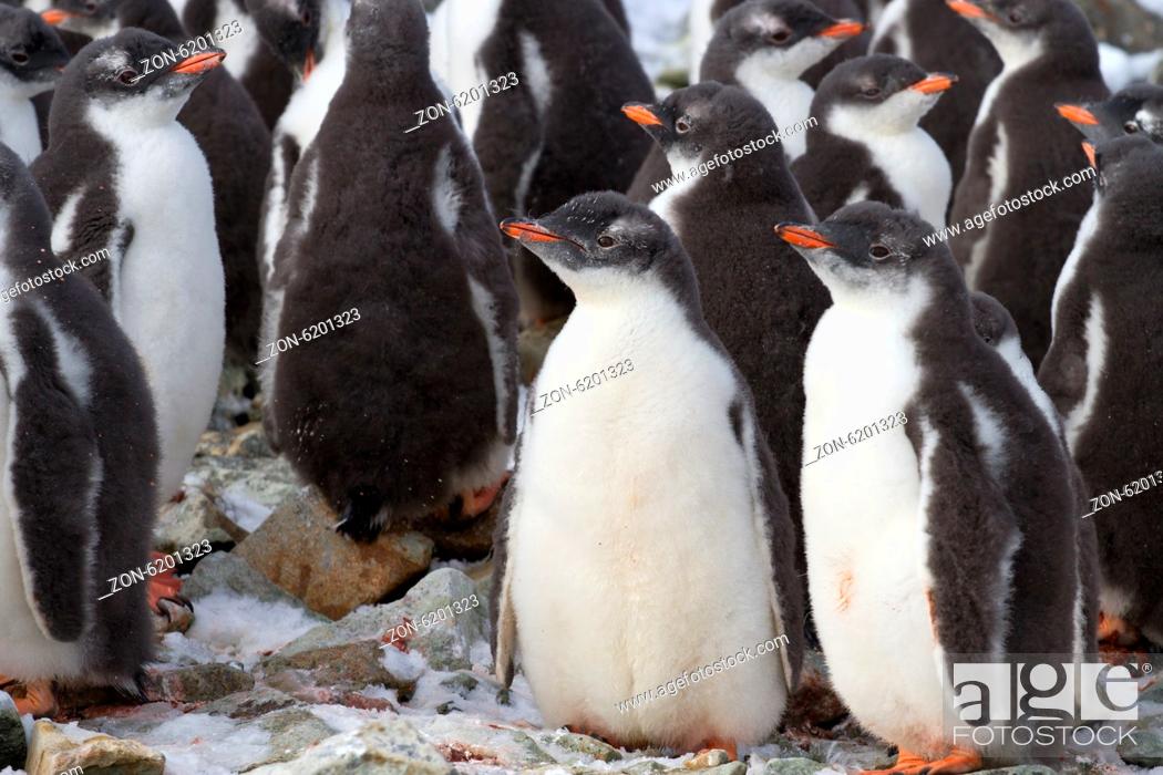 Stock Photo: kindergarten Gentoo penguin colony near.