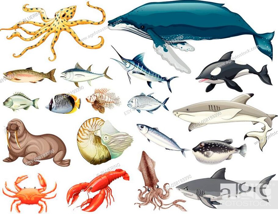 Set of different types of sea animals illustration, Stock Vector, Vector  And Low Budget Royalty Free Image. Pic. ESY-058193390 | agefotostock