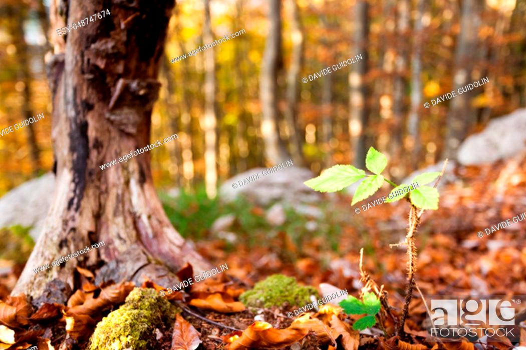 Stock Photo: Wild plant leaf close up, autumn background. Beauty in nature. Autumn lansdscape.