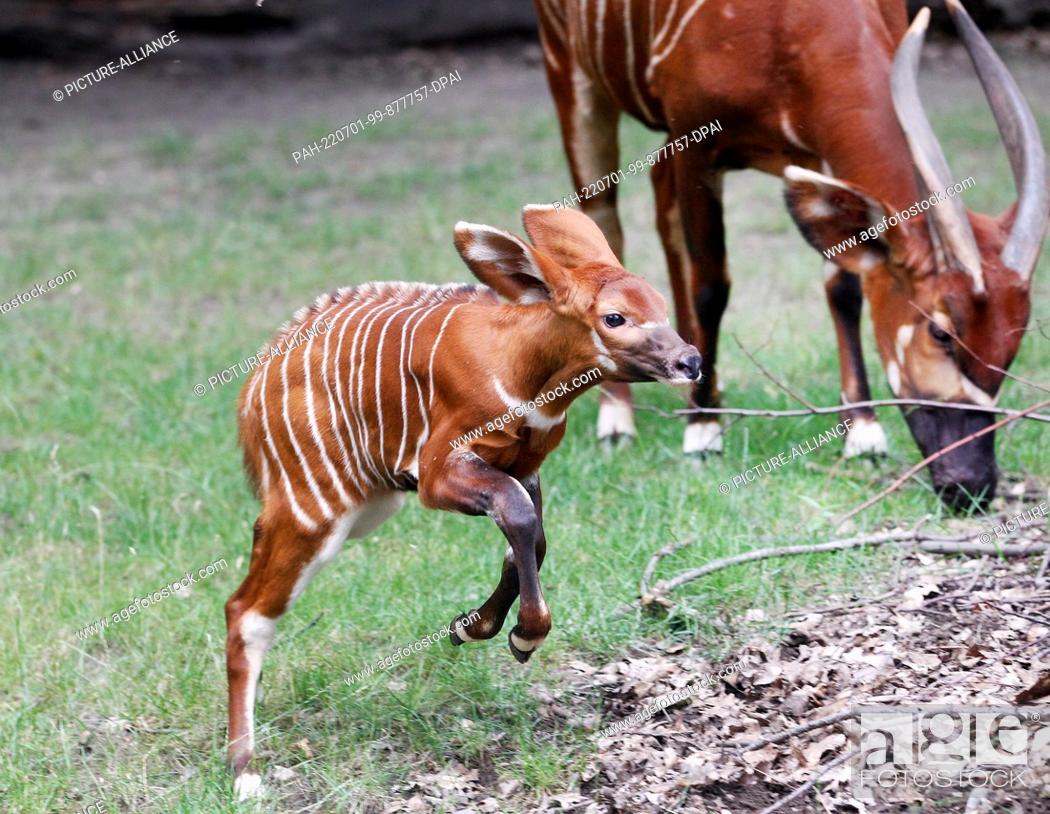 Stock Photo: 29 June 2022, North Rhine-Westphalia, Duisburg: The first baby bongo antelope, just a few weeks old, zooms through the outdoor enclosure next to its mother.