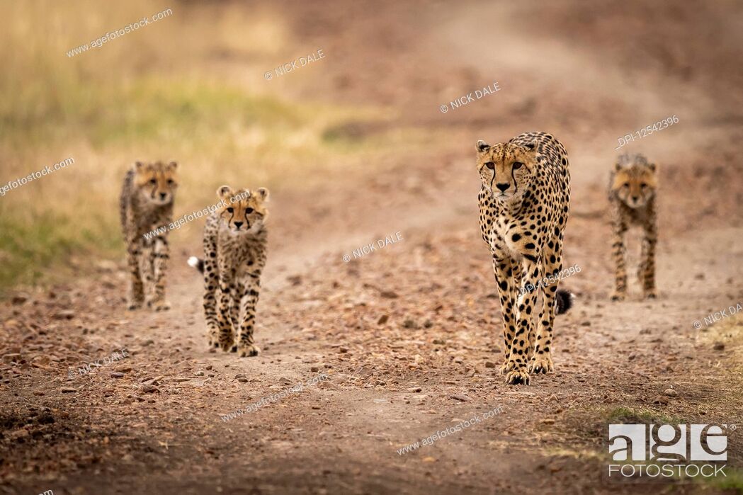 Stock Photo: Cheetah (Acinonyx jubatus) and three cubs walk down road, Maasai Mara National Reserve; Kenya.