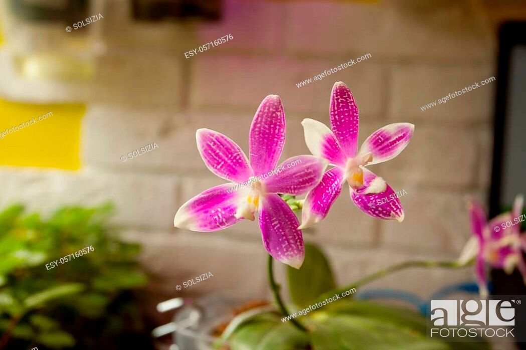 Stock Photo: Beautiful rare orchid in a pot on a blurred background.