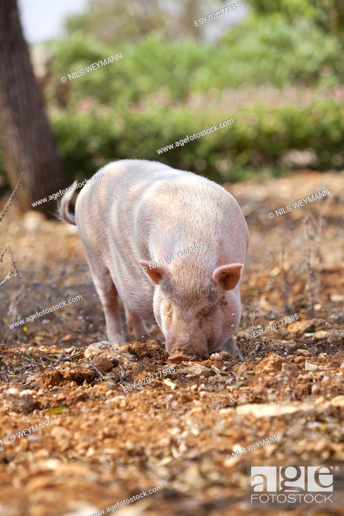 Stock Photo: Haus schwein säugetier im freien im sommer.