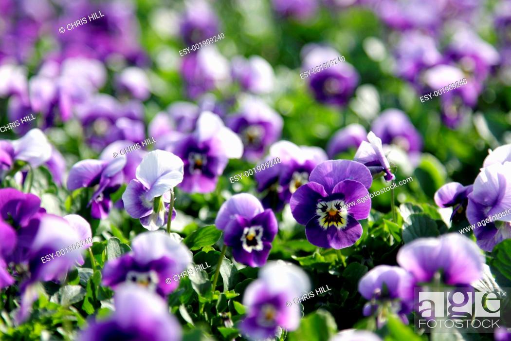 Stock Photo: Lots of Purple Violas.