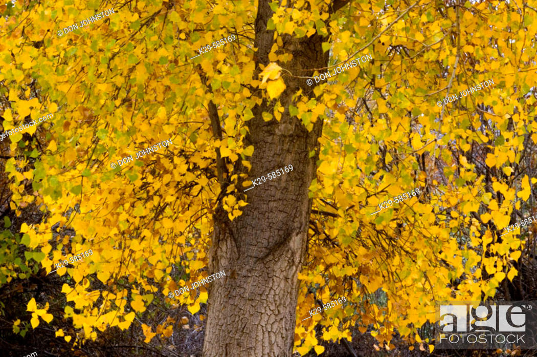 Stock Photo: Cottonwood tree (Populus angustifolia) in autumn foliage.  Writing on Stone Provincial Park. Alberta.