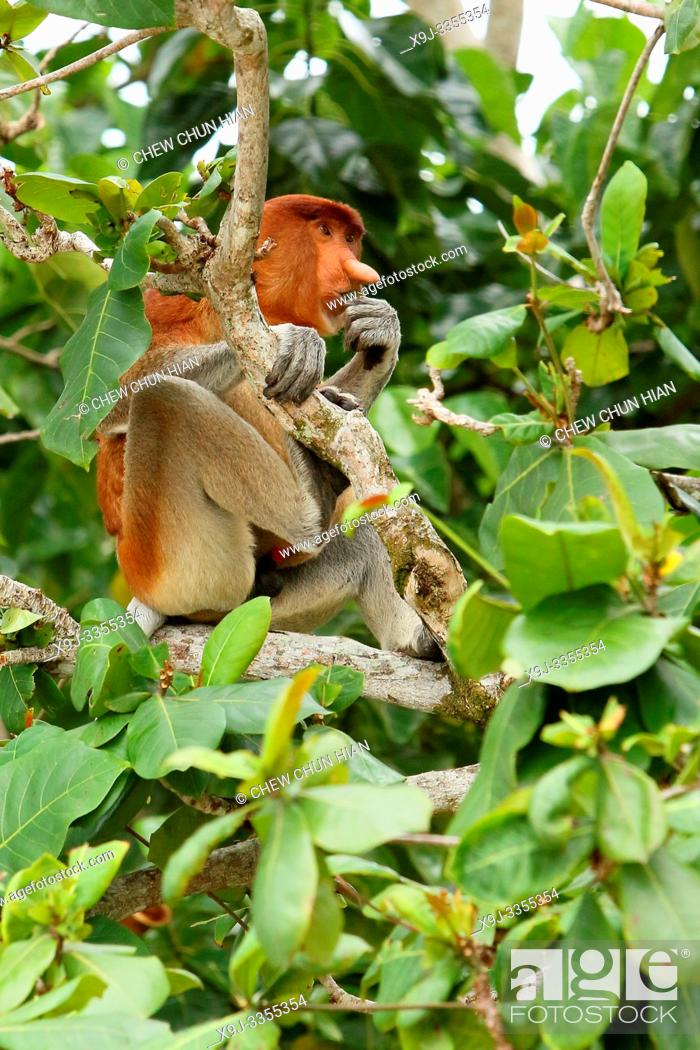 Stock Photo: Probosis at Bako National Park, Kuching, Sarawak, Borneo.