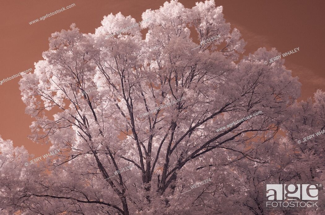 Stock Photo: Infra-Red Nature Image.