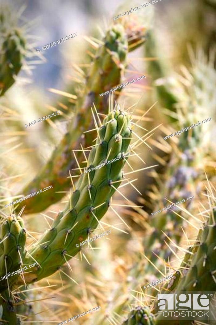 Stock Photo: Cactus.