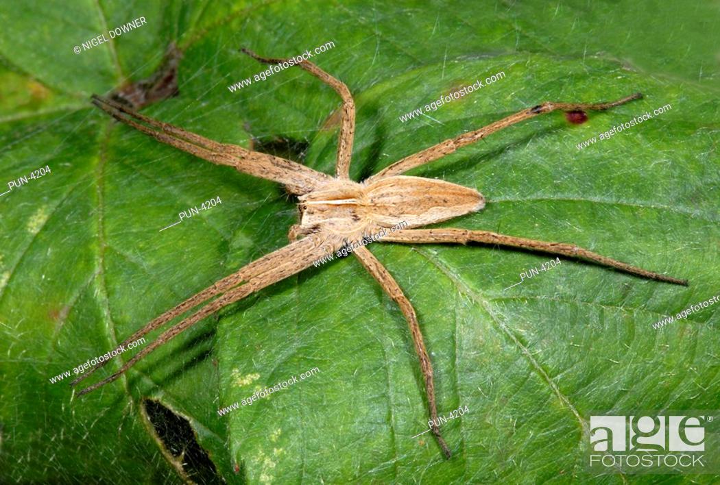 Stock Photo: Hunting spider Pisaura mirabilis Resting on leaf in woodland.