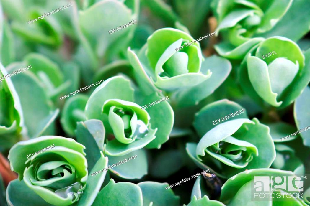 Stock Photo: Texture of small, unblown green plants, sedum flowers with stems and dew drops, vegetable background.