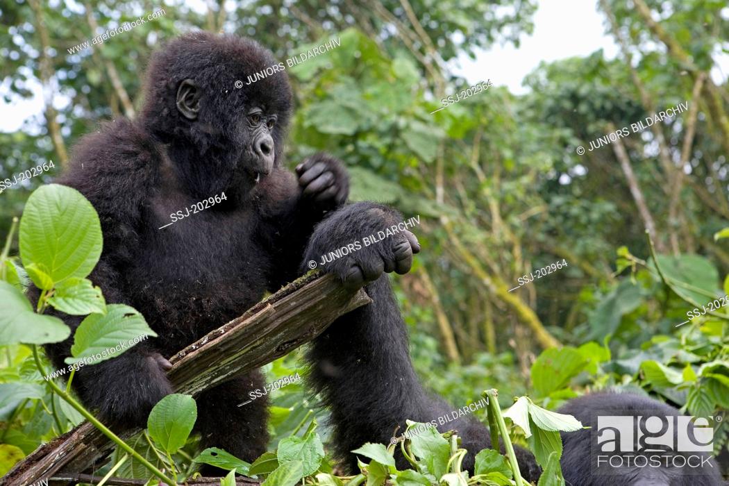 Stock Photo: Mountain Gorilla (Gorilla beringei beringei). Juvenile and adult holding a log. Volcanoes National Park, Rwanda.