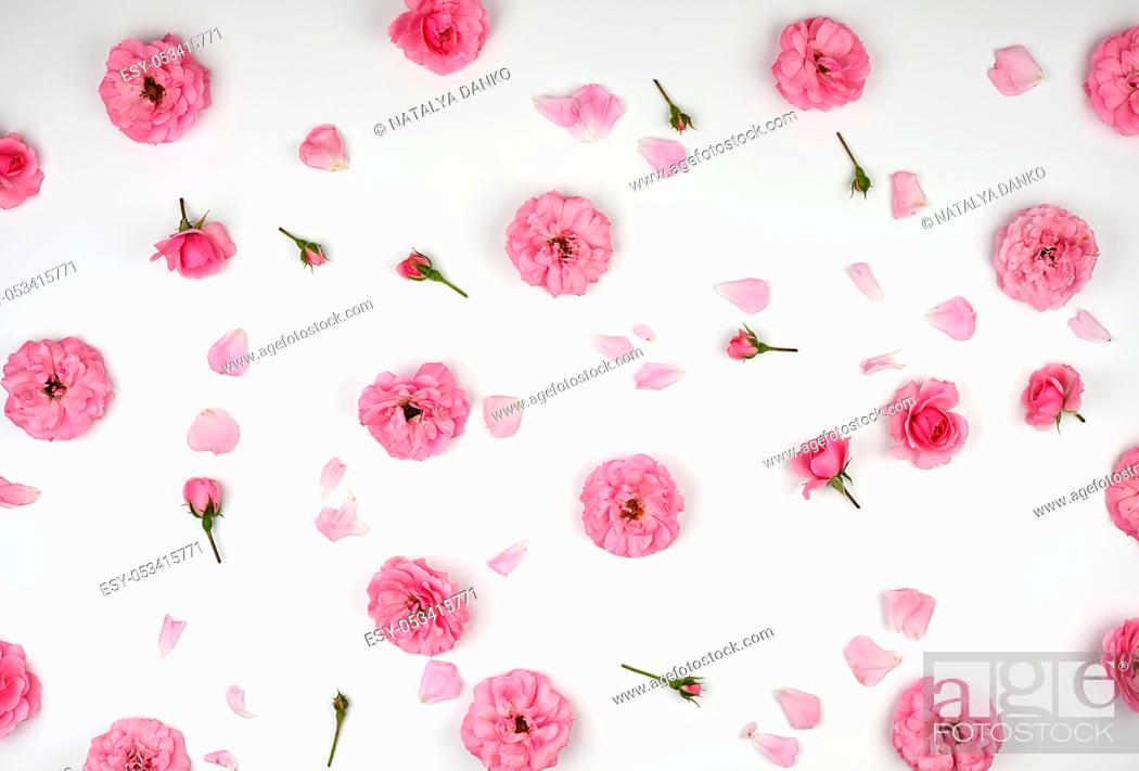 Photo de stock: blooming buds of pink roses on a white background, top view, full frame, flat lay.