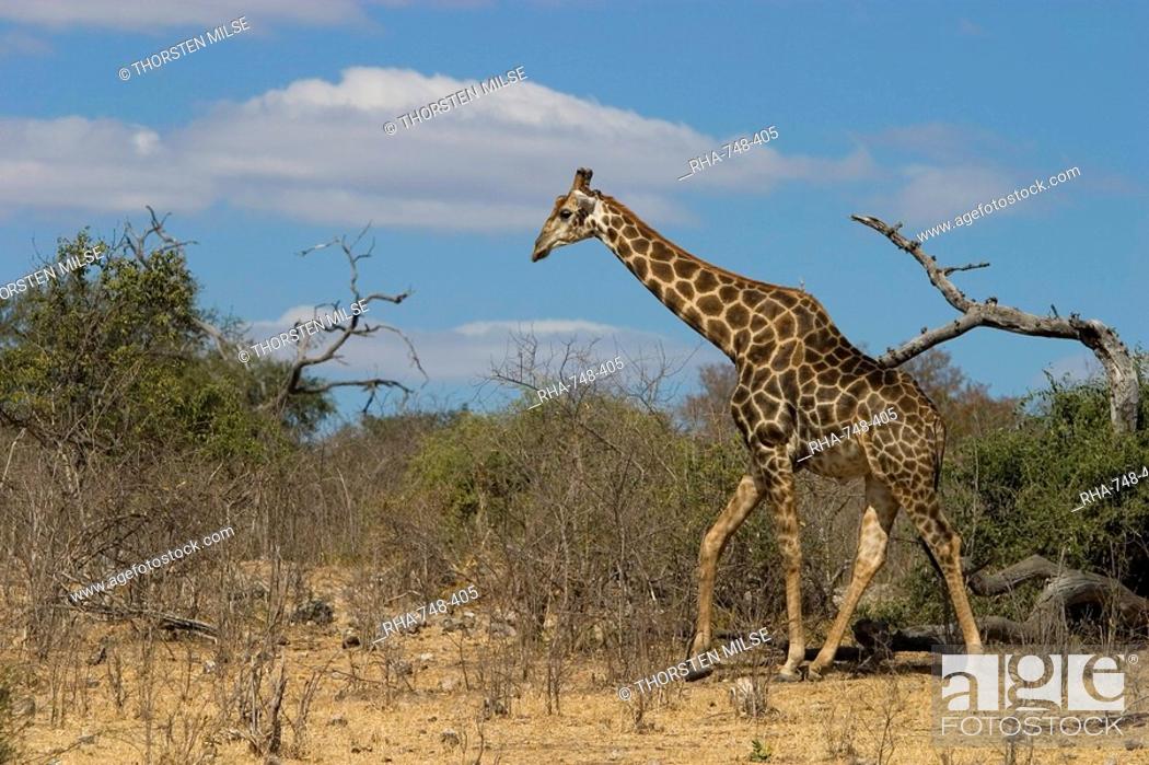 Stock Photo: Giraffe, Giraffa camelopardalis, Chobe National Park, Botswana, Africa.